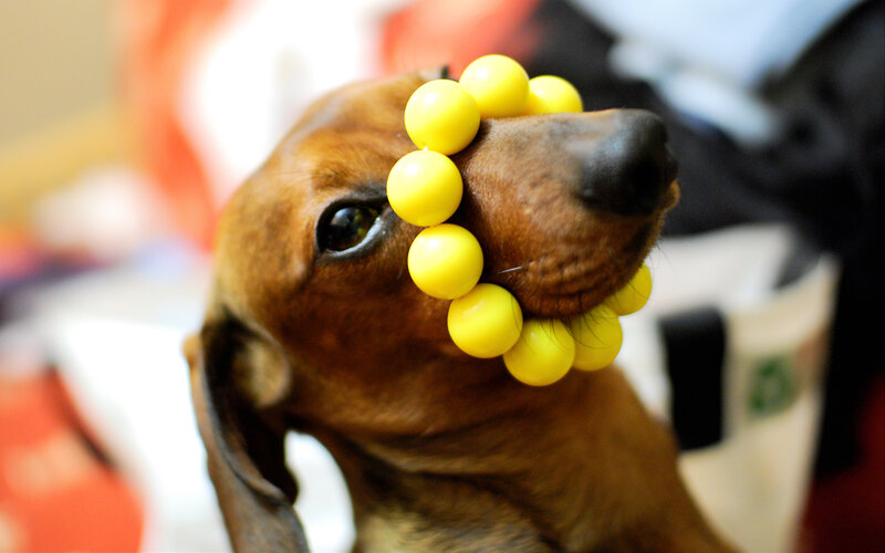 dog with yellow beads