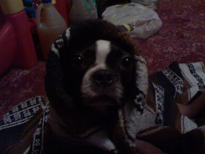 dog wrapped in a blanket