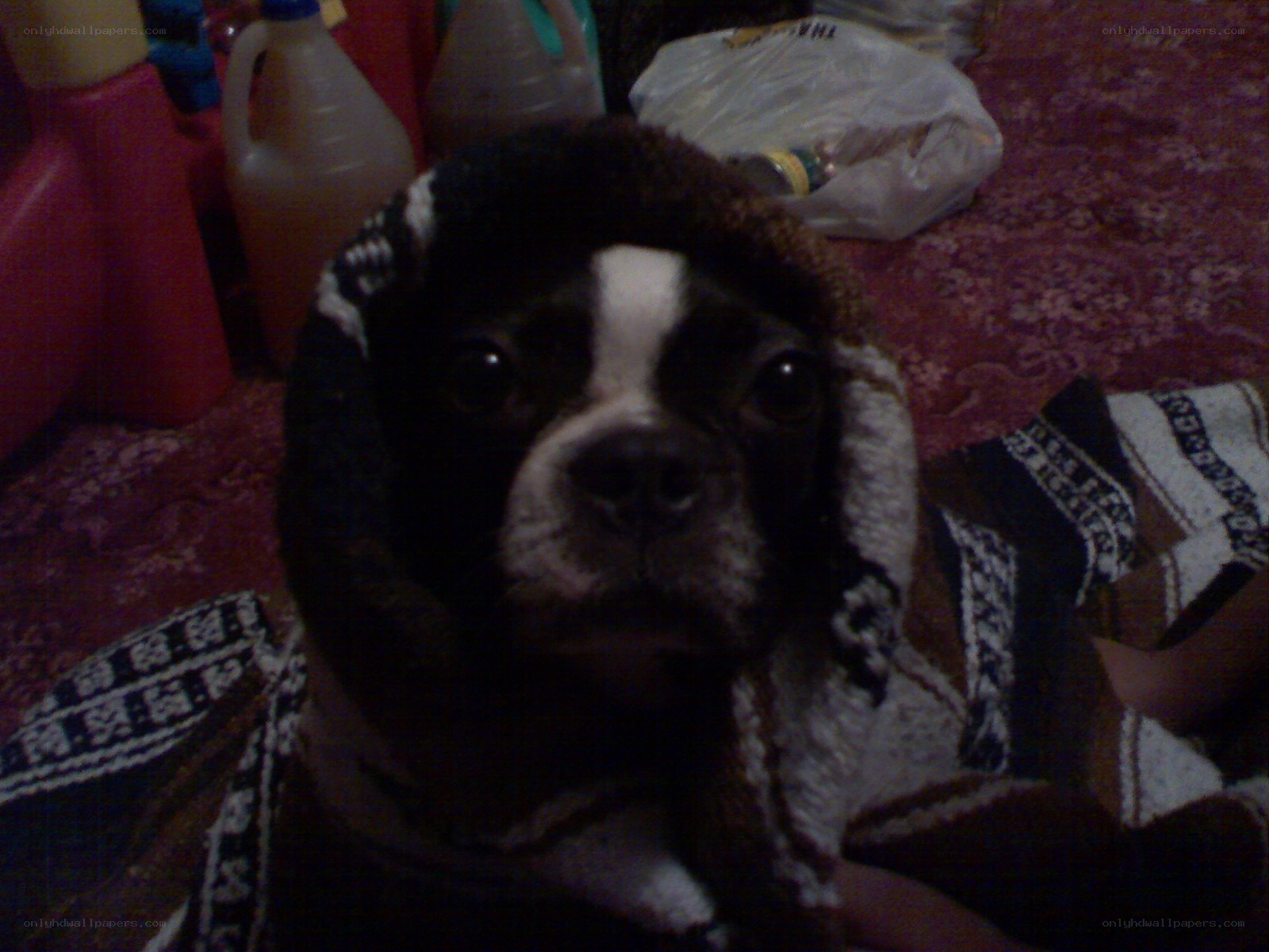 dog wrapped in a blanket