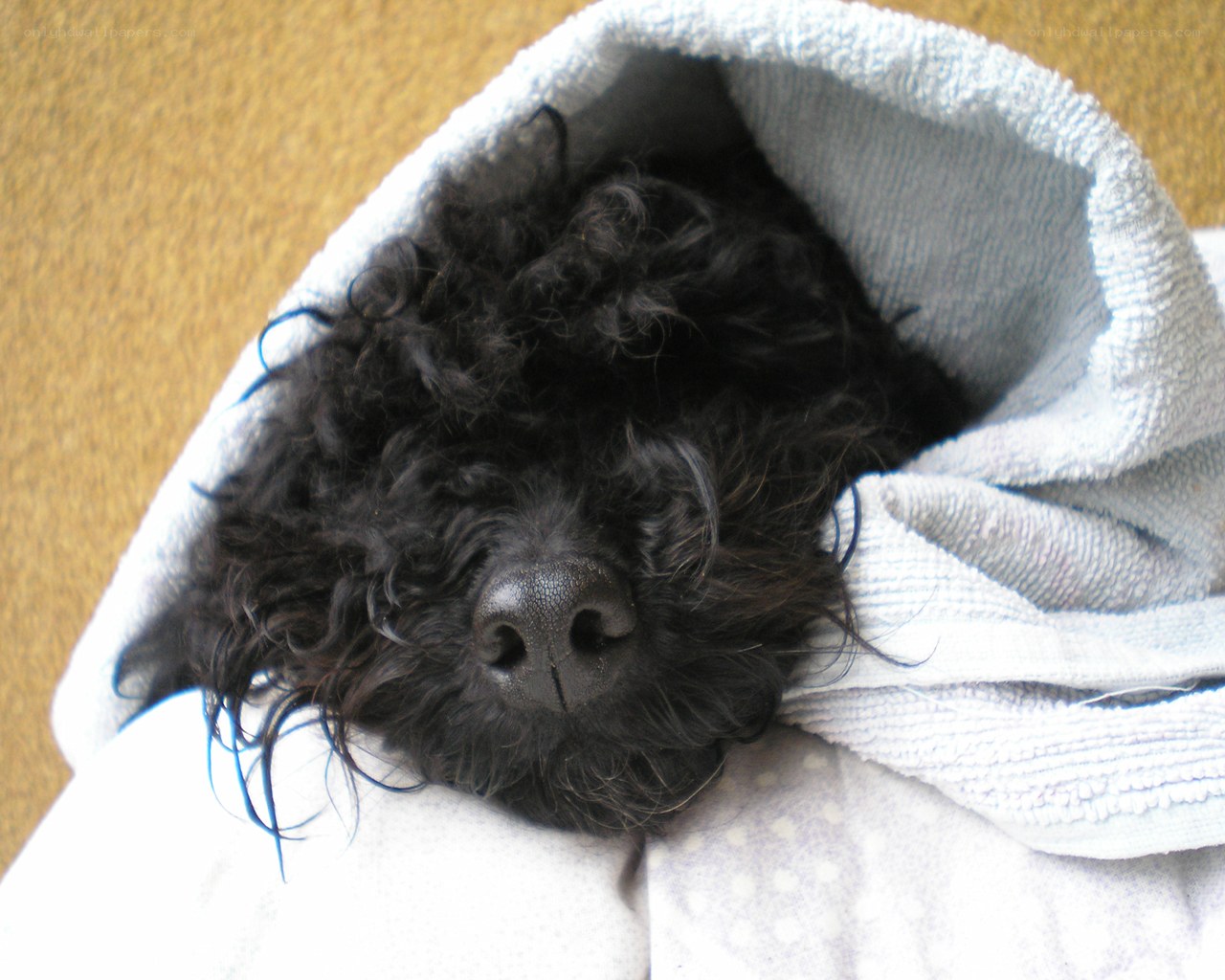 dog wrapped in a towel