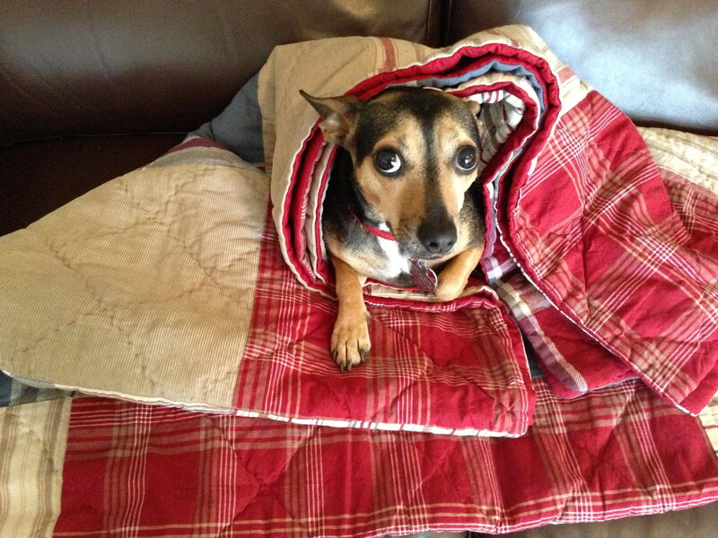 Dog Wrapped in Blanket — Red, Cozy