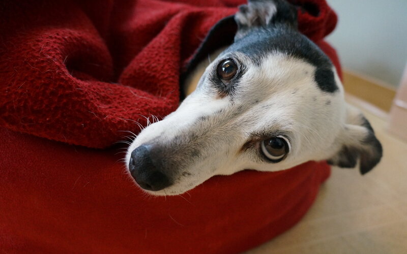 Dog Wrapped in Blanket — Red
