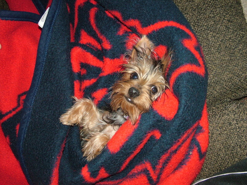 dog wrapped in blanket