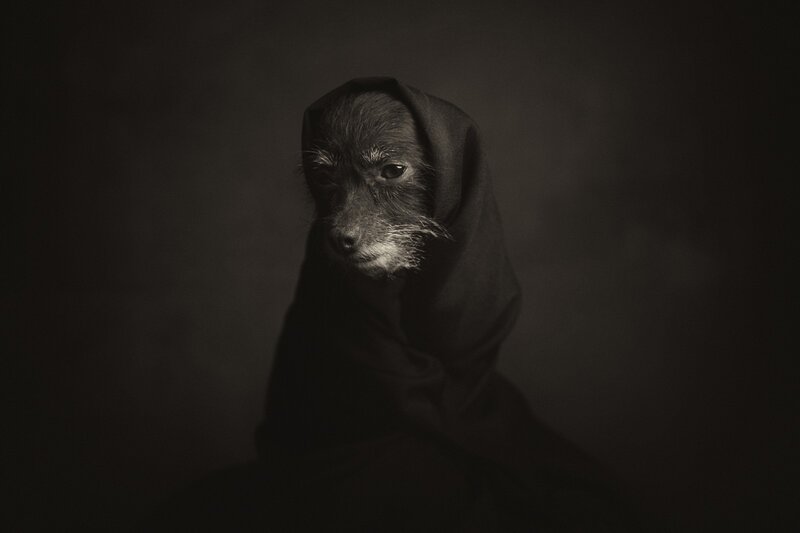 Dog Wrapped in Cloth