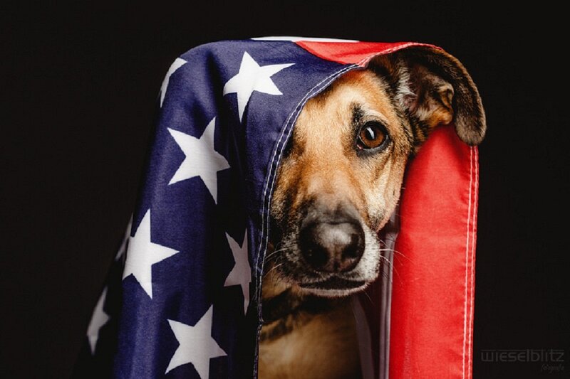 Dog Wrapped in Flag