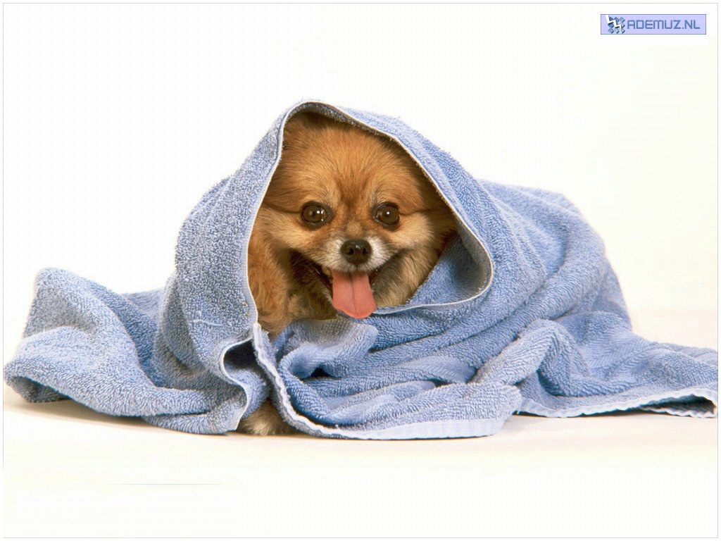 dog wrapped in towel
