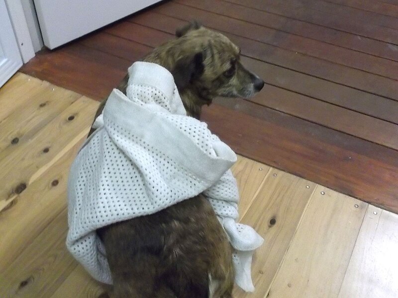 Dog Wrapped in Towel — Brown