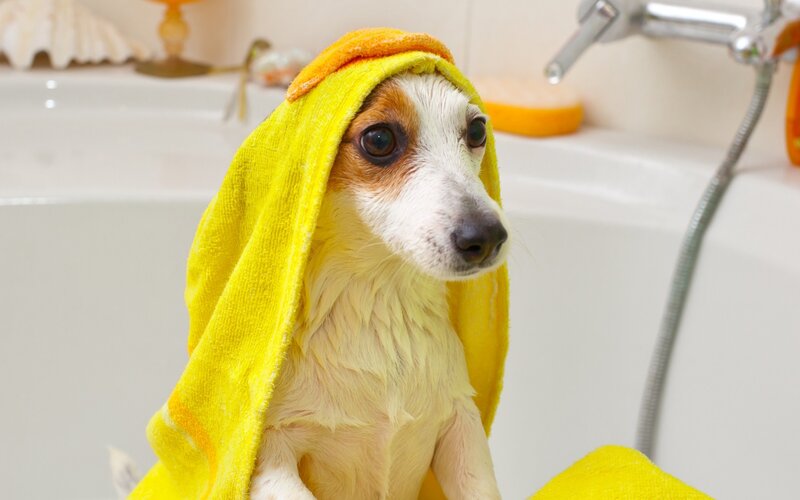 Dog Wrapped in Towel — Yellow