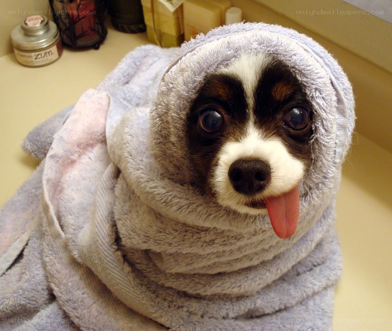 dog wrapped in towel