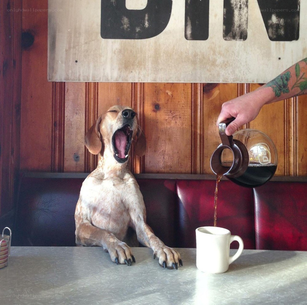 dog yawning at coffee shop