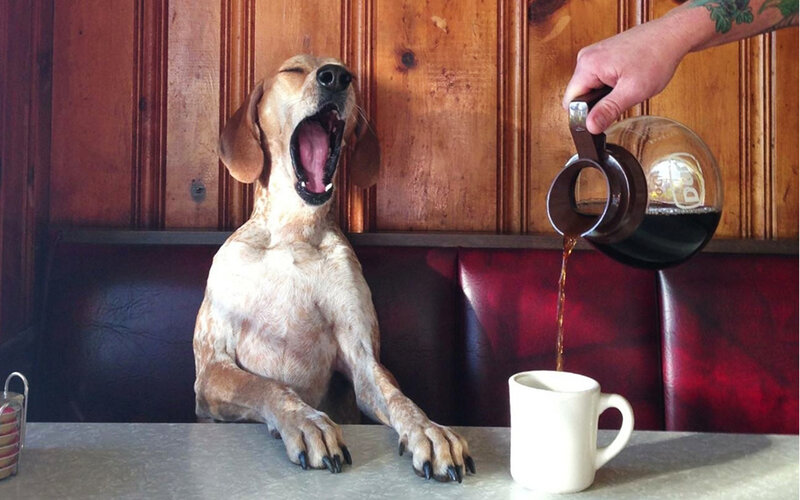 Dog Yawning at Table