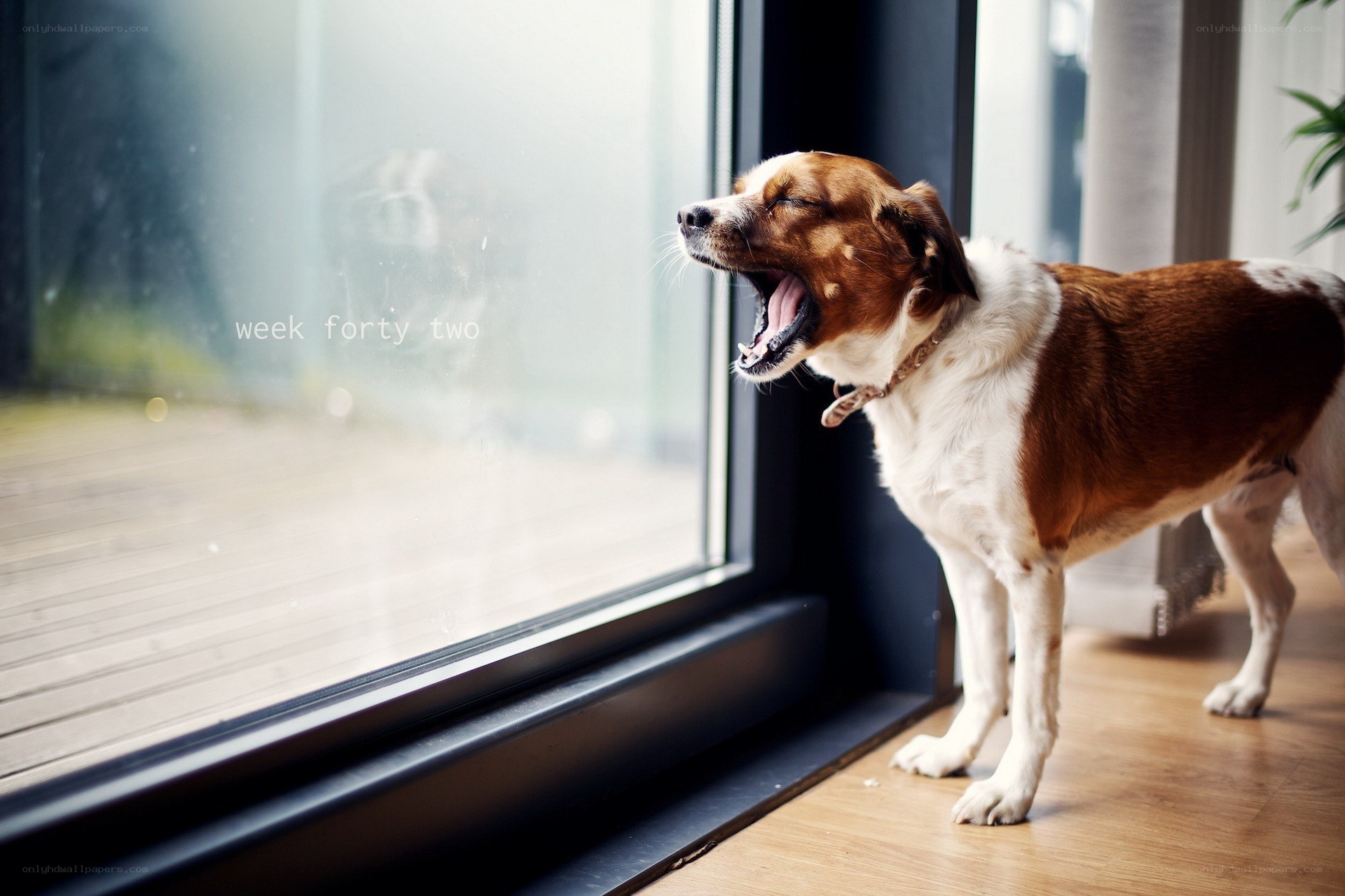 dog yawning by window