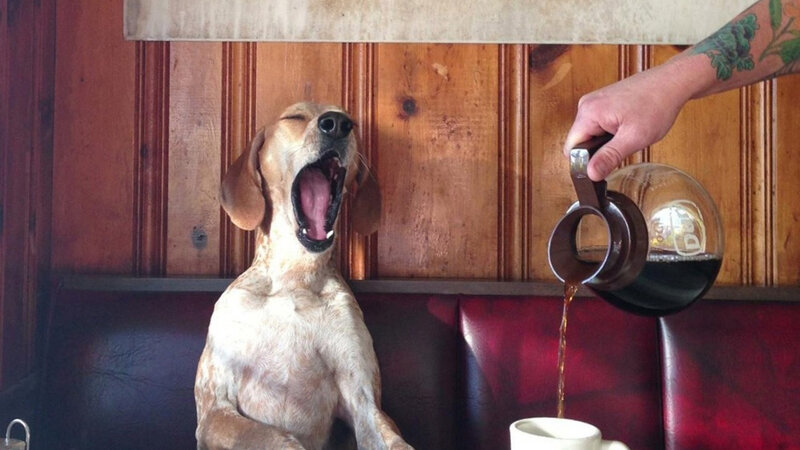 Dog Yawning in Booth
