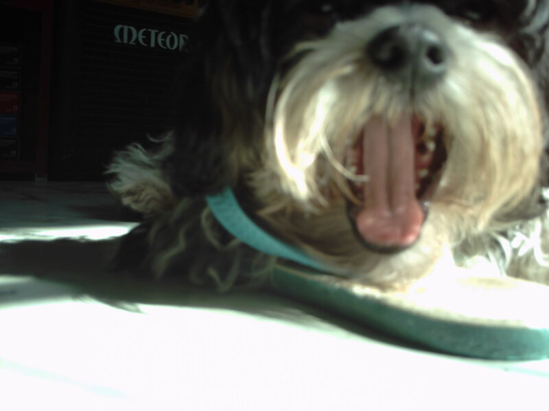 dog yawning in sunlight