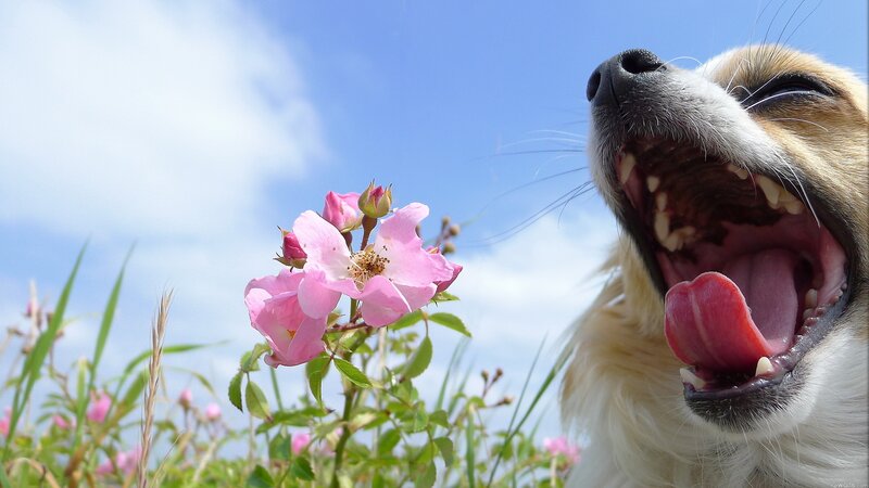 dog yawning near pink flowers
