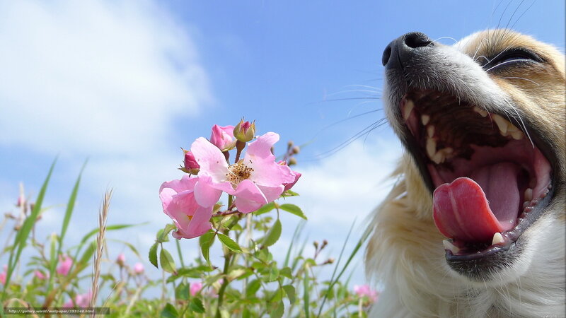 dog yawning near pink flowers