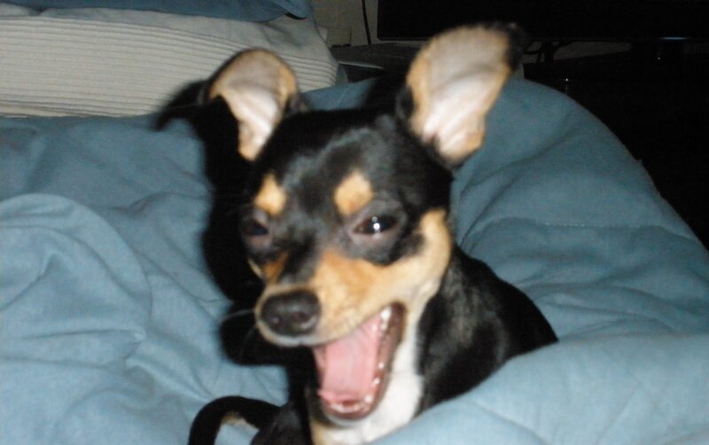 dog yawning on bed