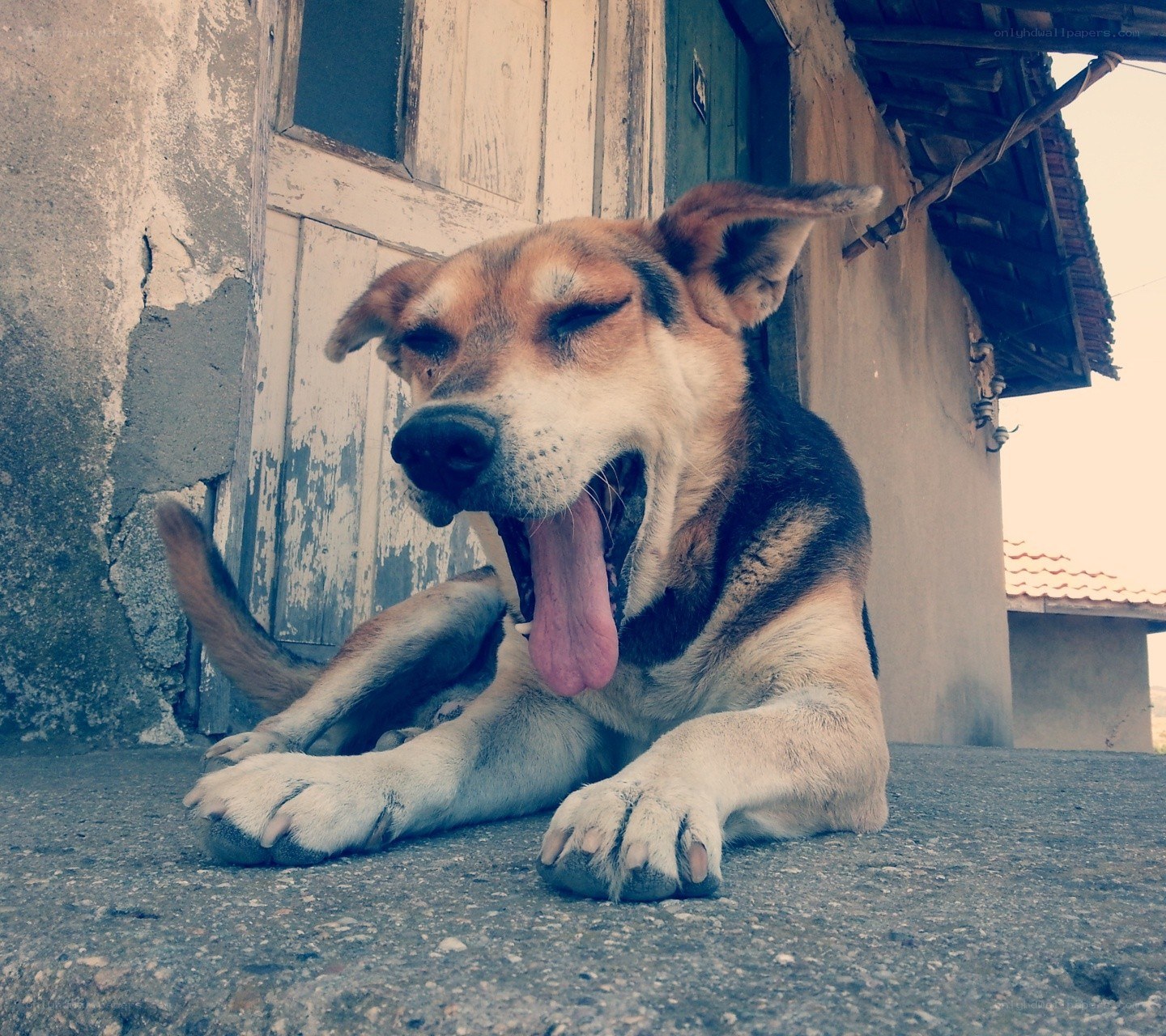 dog yawning on concrete
