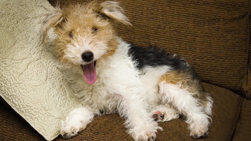 dog yawning on couch