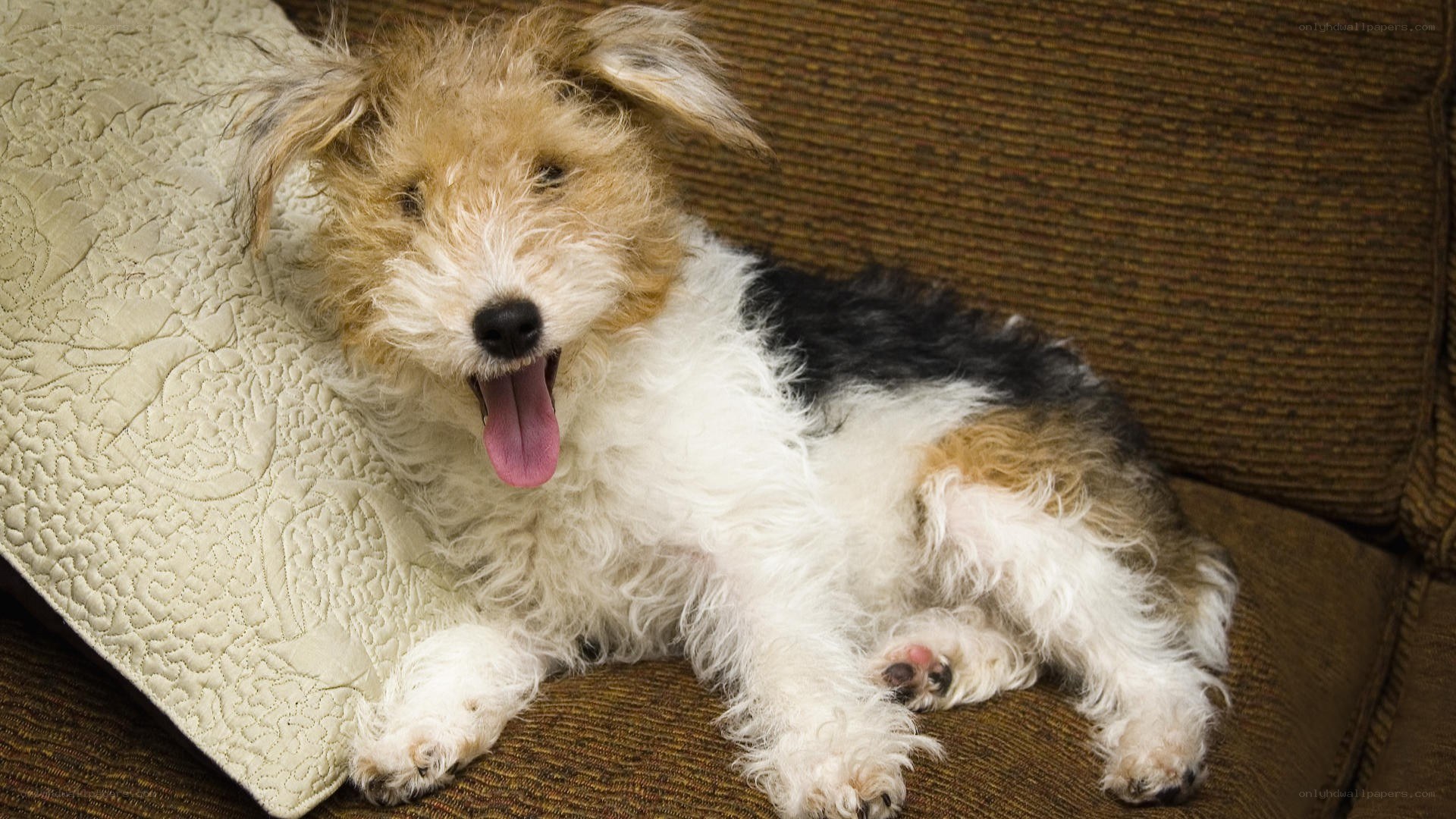 dog yawning on couch