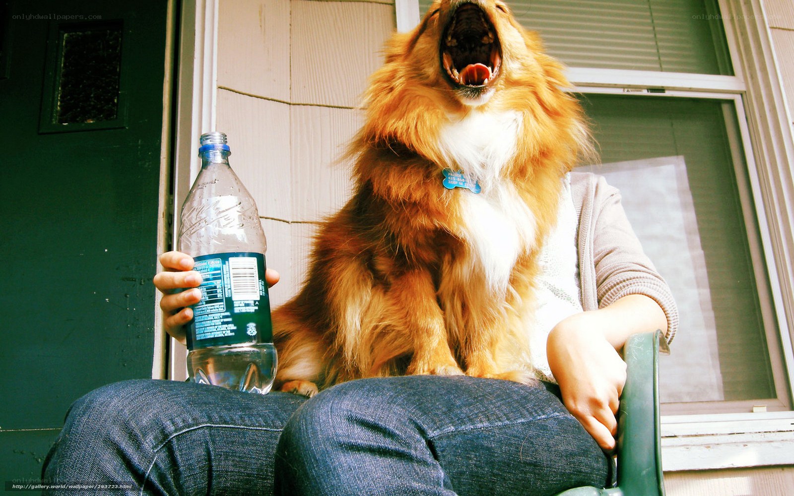 dog yawning on lap