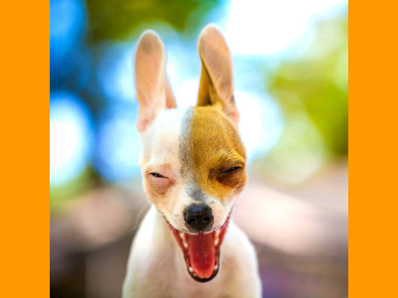 Dog Yawning