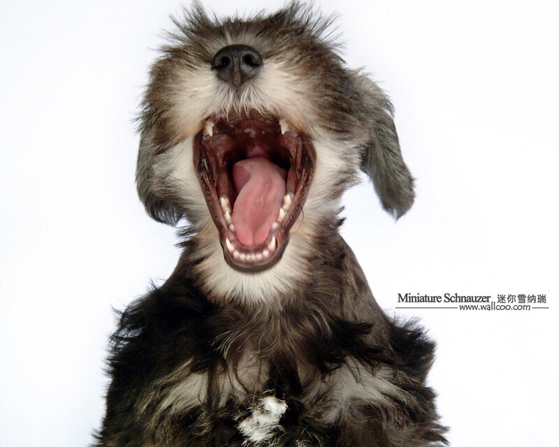 dog yawning widely