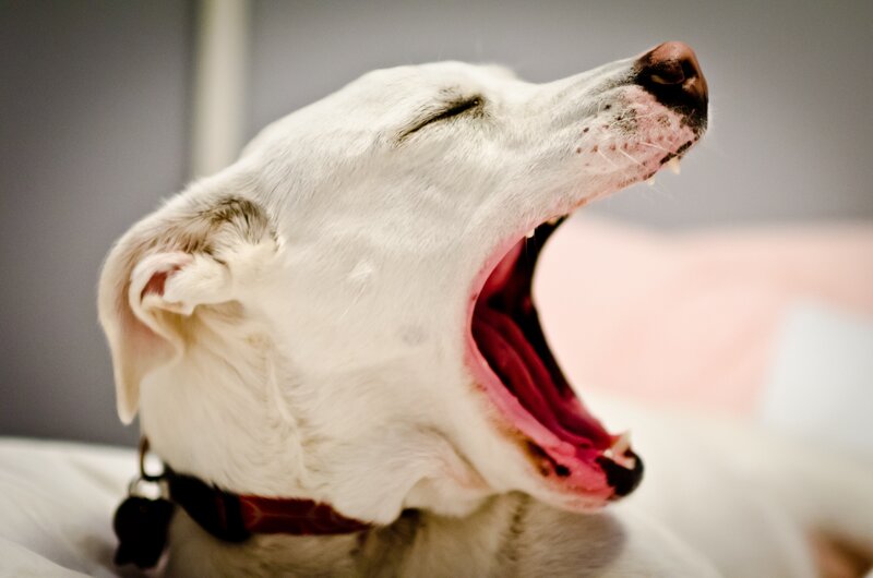 dog yawning widely