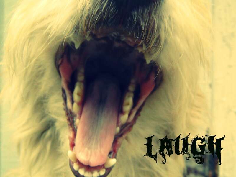 Dog Yawning Widely — Yellow
