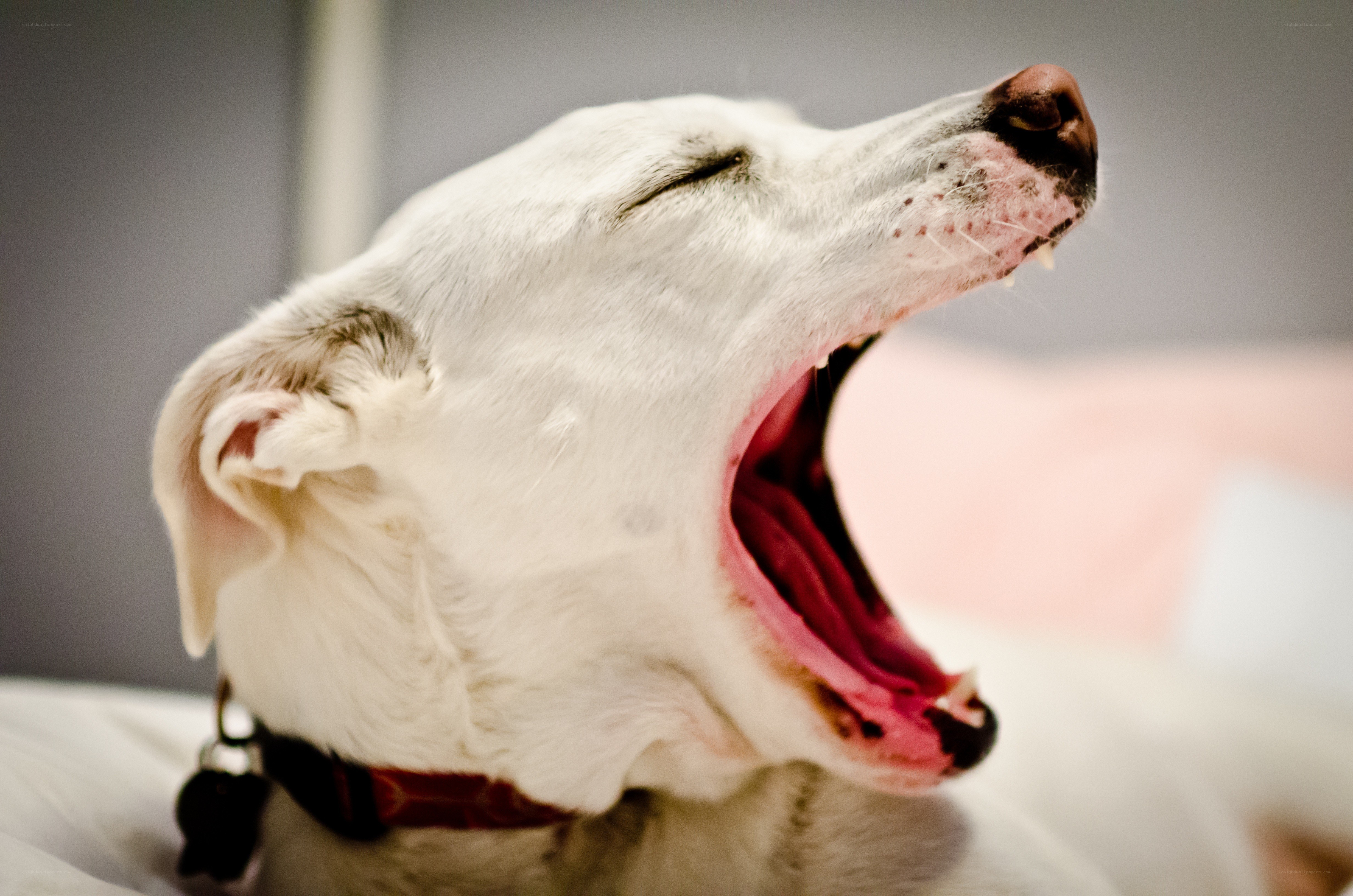 dog yawning widely