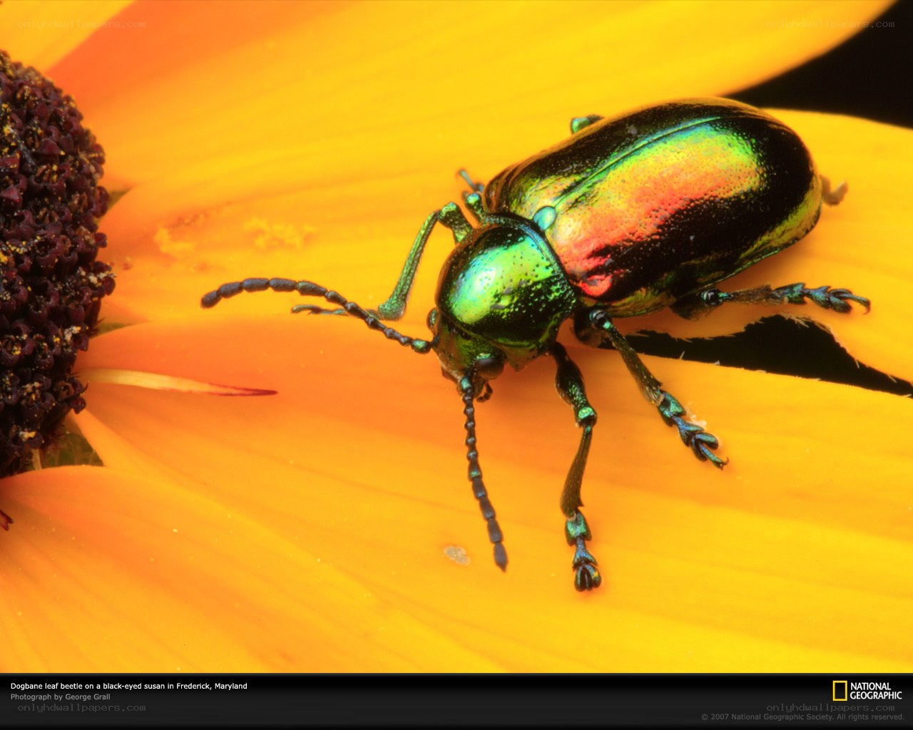 Dogbane leaf beetle on a flower