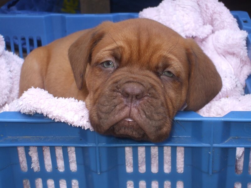 Doge Puppy in Basket