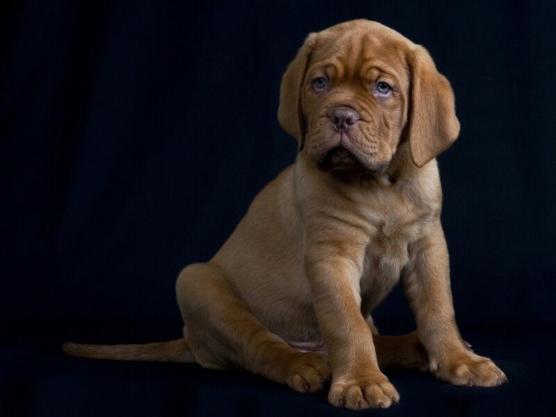 Doge Puppy
