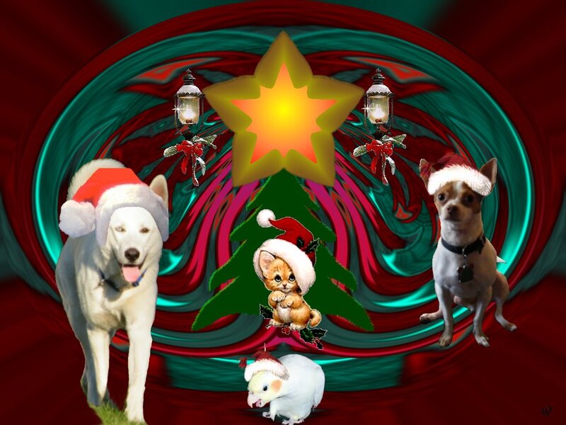 Dogs and Cat in Holiday Scene