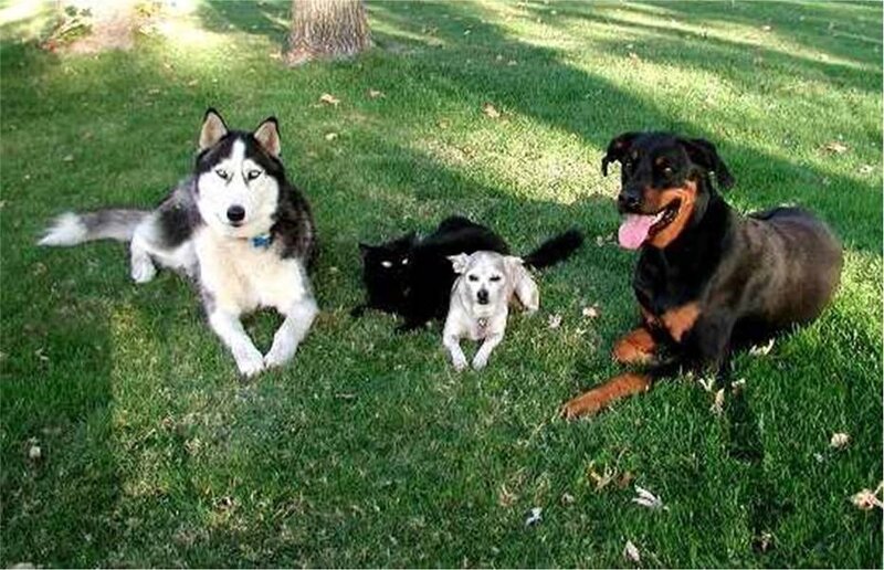 Dogs and cat on grass
