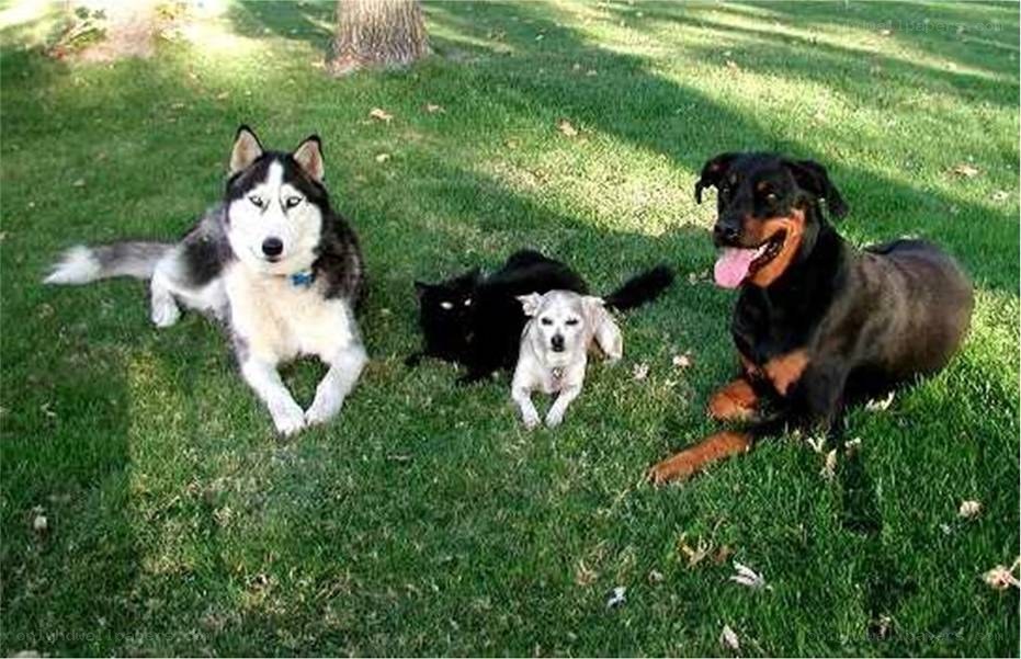 Dogs and cat on grass