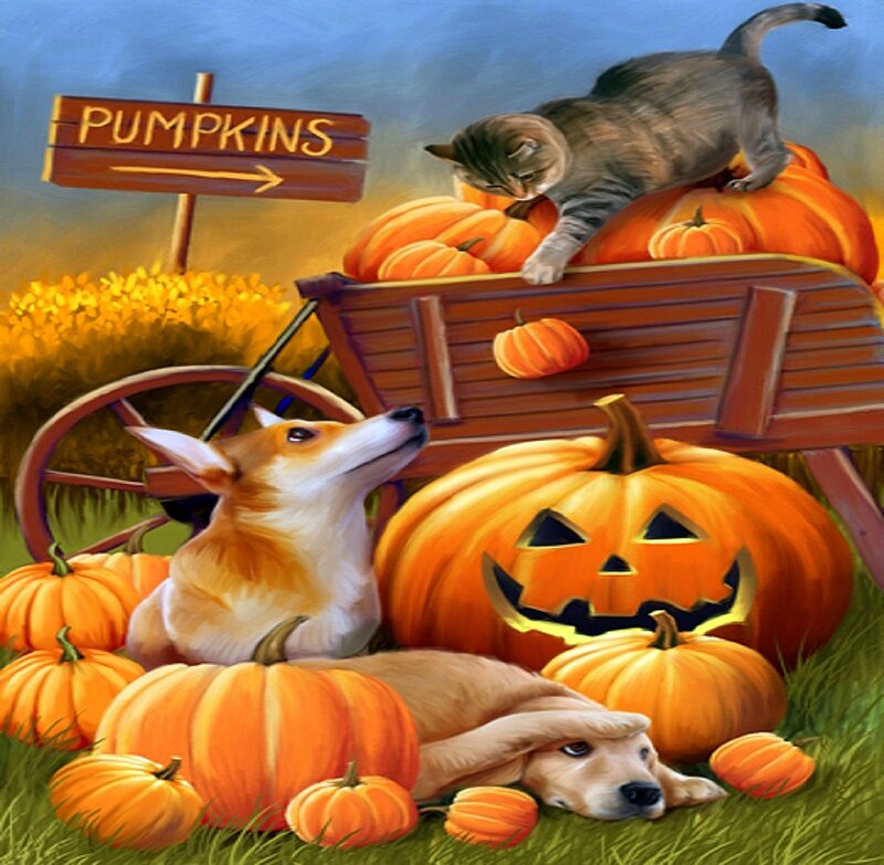 Dogs and Cat with Pumpkins