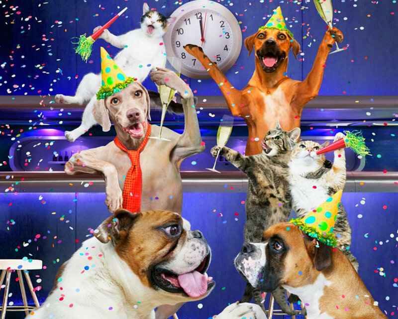Dogs and Cats at Party