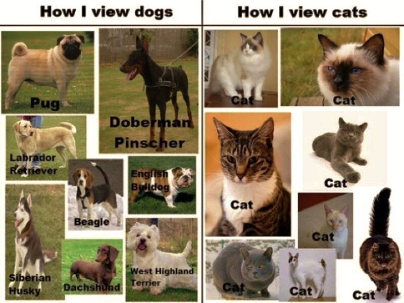 Dogs and Cats Collage