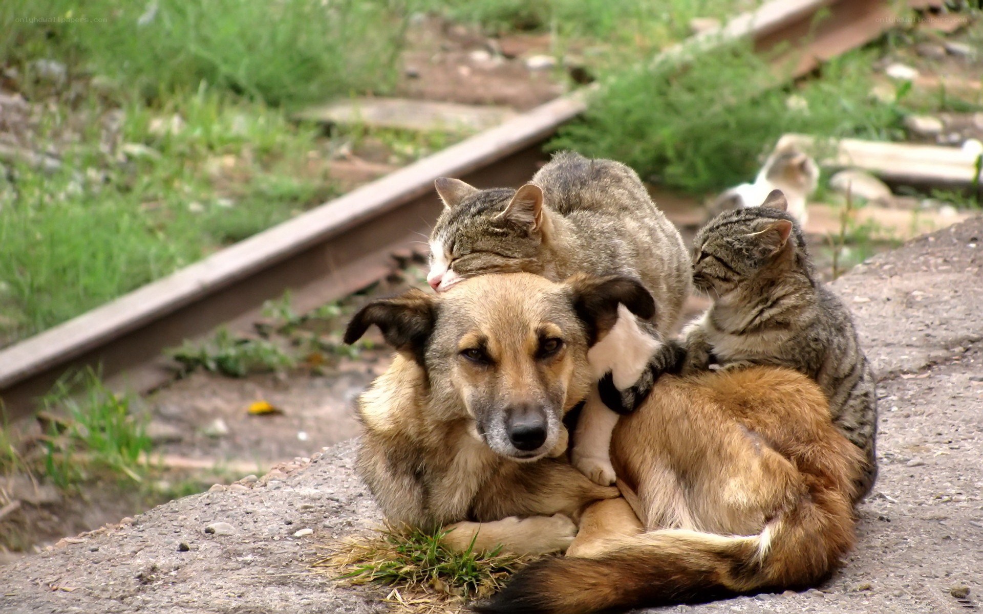 dogs and cats resting together