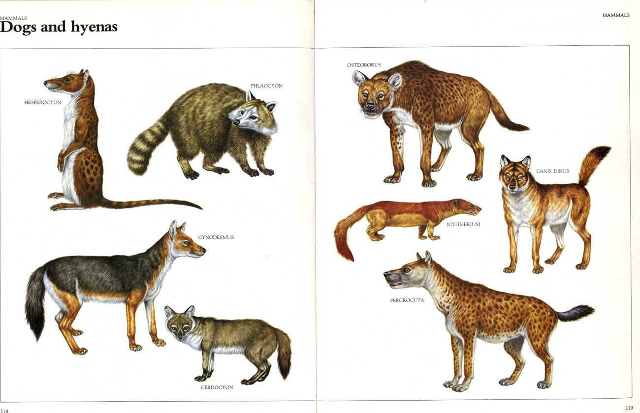 Dogs and hyenas illustrations