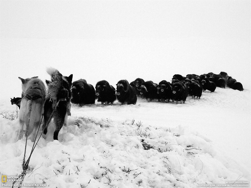 Dogs and musk oxen in snow