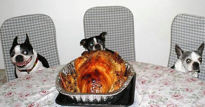 Dogs at a dinner table