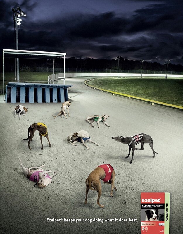 dogs at a racetrack