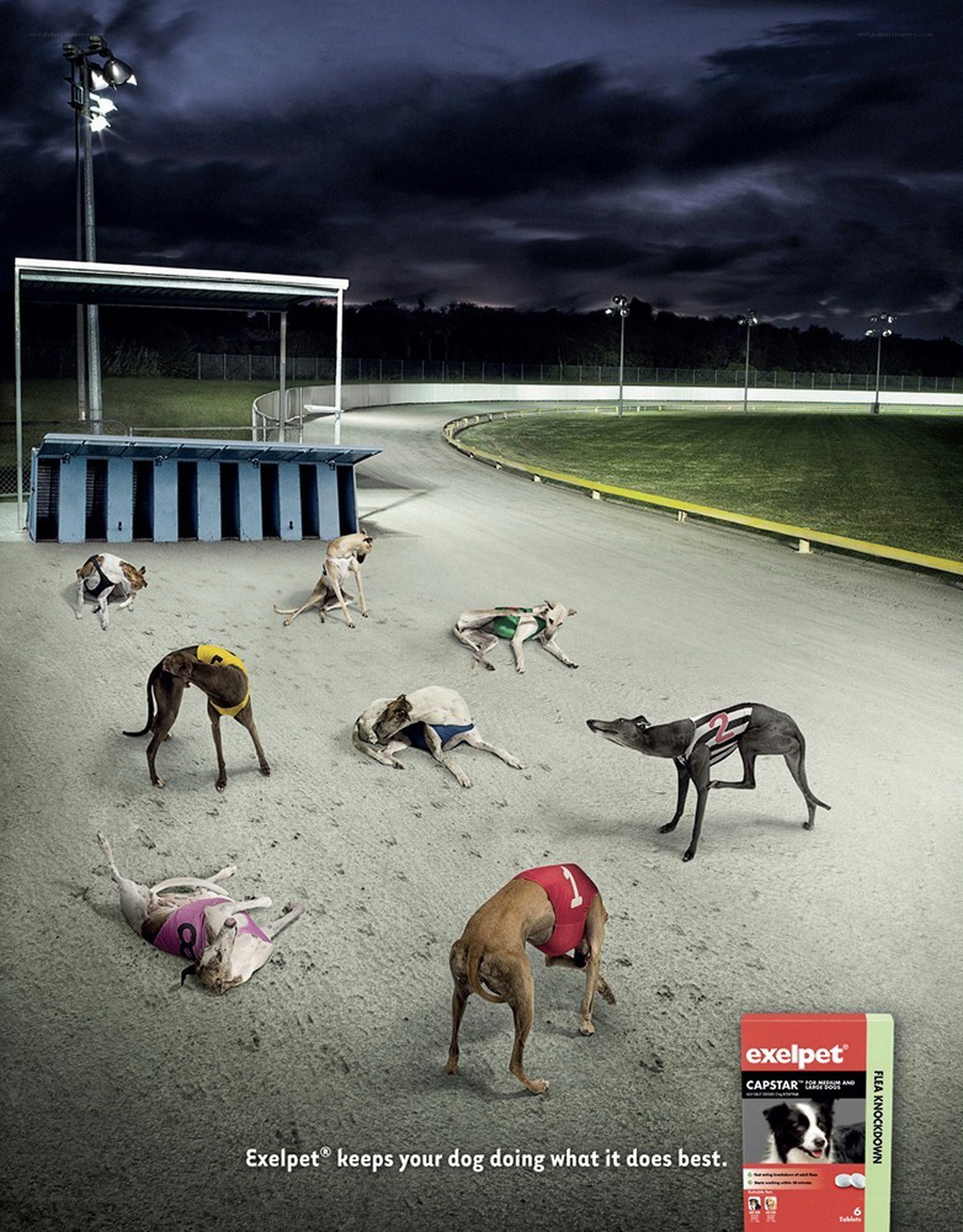 dogs at a racetrack