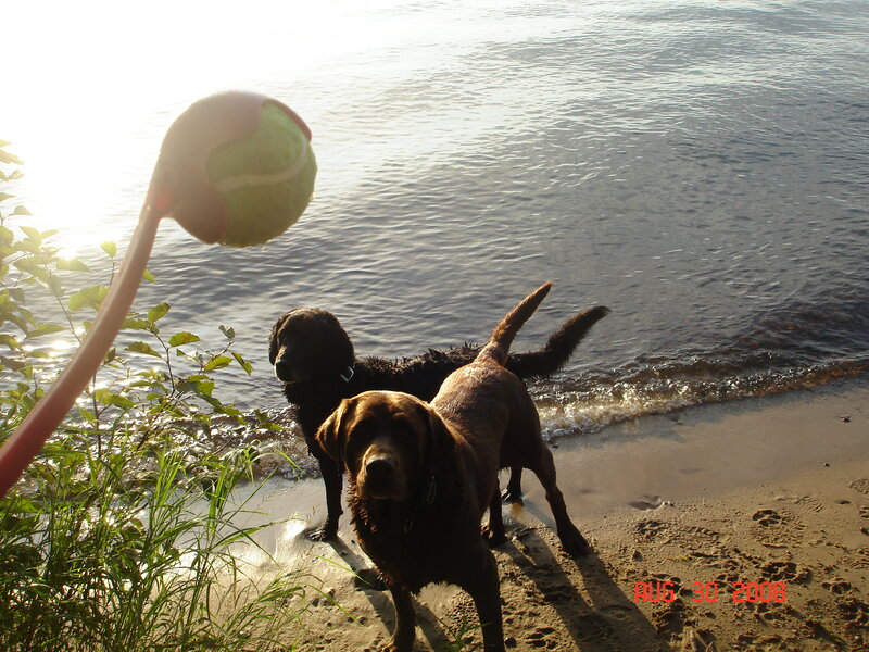 Dogs at the water's edge