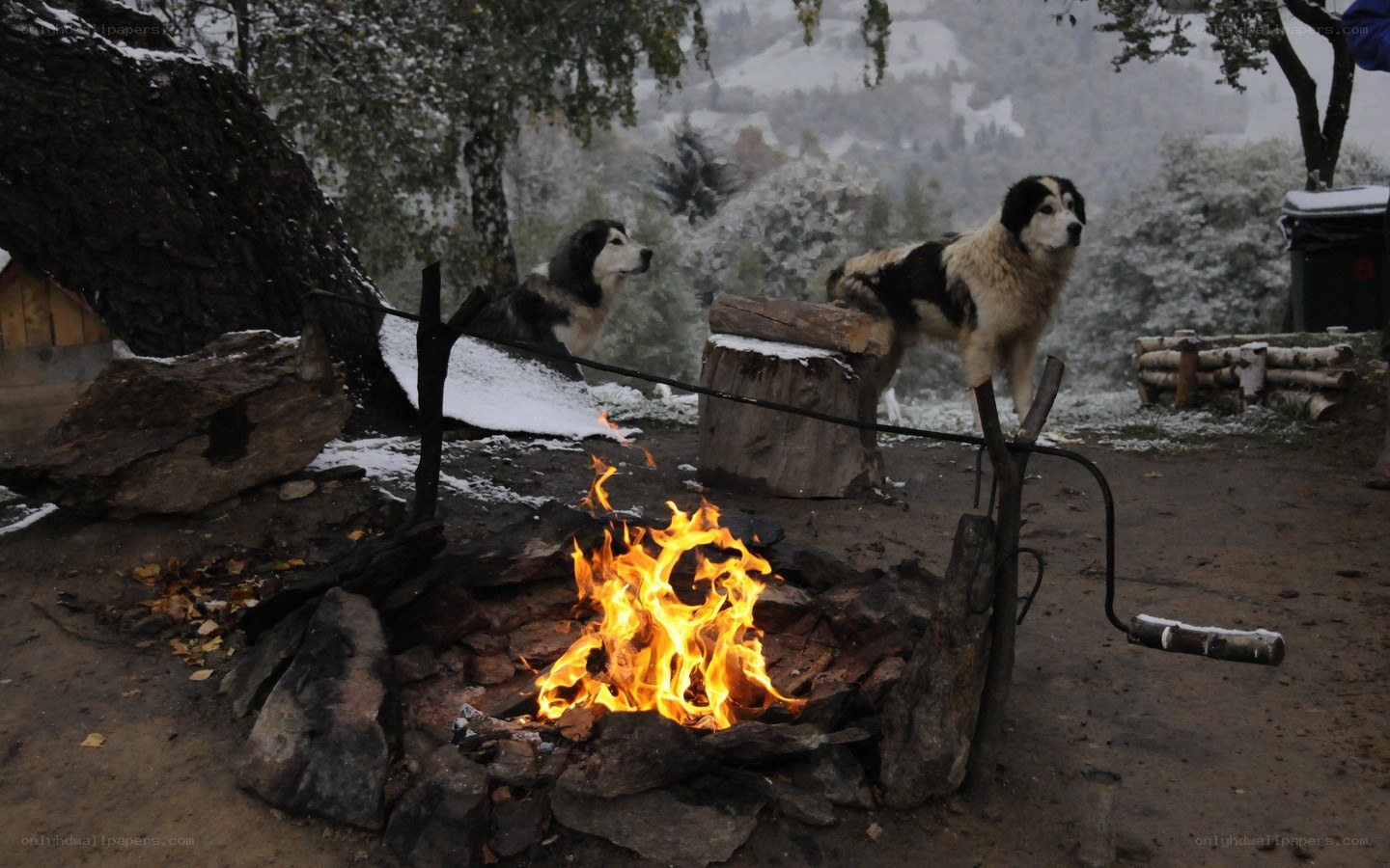 Dogs by a campfire in snow