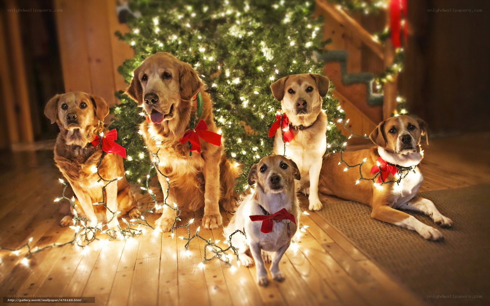 Dogs by Christmas tree