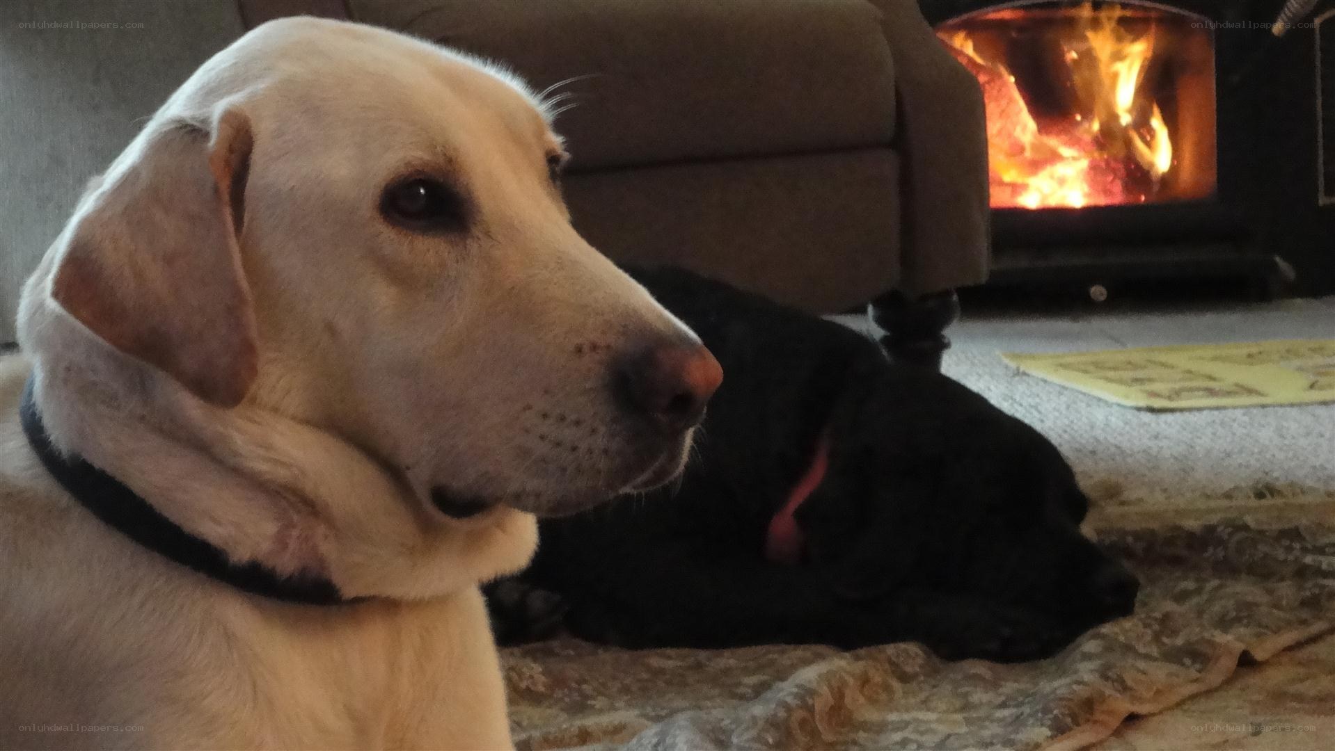 Dogs by the fireplace