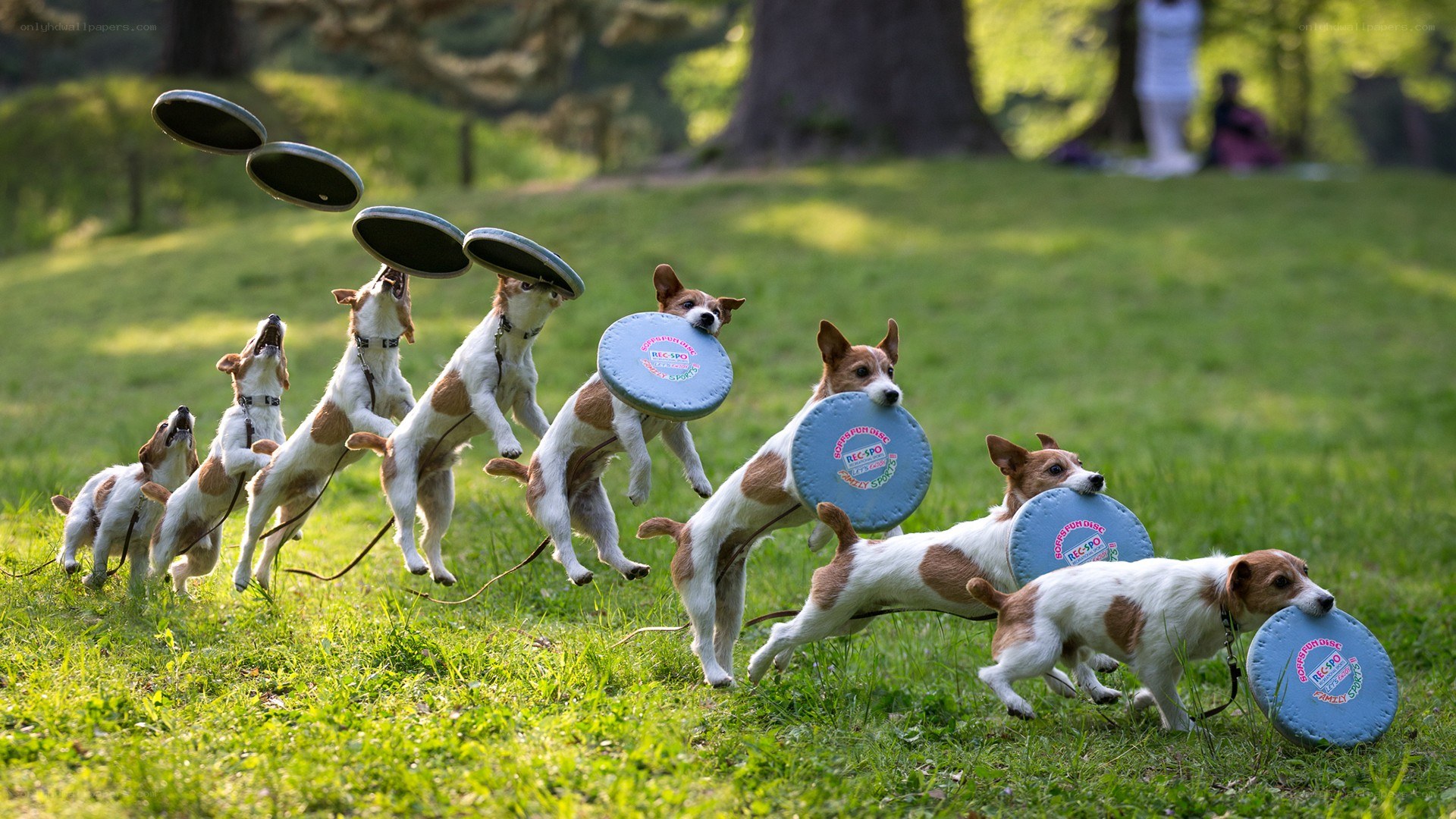 Dogs catching frisbees in motion